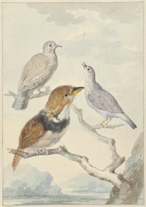 Drei Vögel, zwei Inkatauben und ein Kragenkuckuck von Aert Schouman
