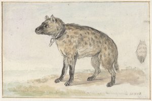 Gefleckte Hyäne