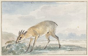 Guineisches Jufferböckchen oder Sylvicapra Grimmia von Aert Schouman
