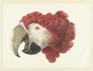 Kopf eines Aras von Aert Schouman