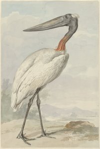 Jabiru (Jabiru mycteria)