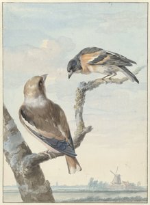 Zwei Vögel: ein Kernbeißer (Coccothraustes coccothraustes) und ein Bergfink (Fringilla montifringilla) von Aert Schouman