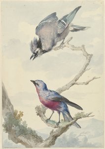 Zwei Vögel: ein Blauhäher und ein Purpurbrustkotinga