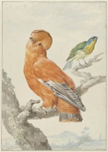 Zwei exotische Vögel