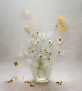 Träumerische Gänseblümchen und Blätter