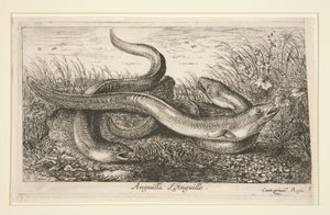 Anguilla. L von Albert Flamen