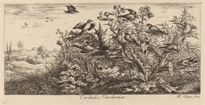 Carduelis, Der Stieglitz