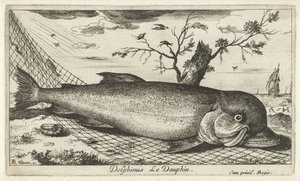 Delfin in einem Fischernetz von Albert Flamen