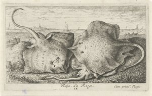 Drei Rochen am Strand (Vissen en andere zeedieren - zoutwater tweede reeks, Poissons de mer) von Albert Flamen