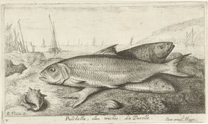 Drei Fische am Strand
