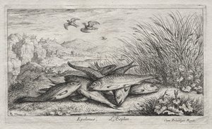 Süßwasserfische, Teil II: Epelanus, L