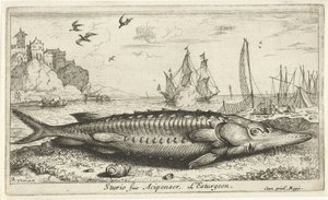 Stör am Strand von Albert Flamen