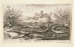 Der Elritze, aus dem zweiten Teil der Serie Süßwasserfische von Albert Flamen