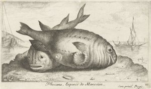 Zwei Schweinswale auf dem Strand von Albert Flamen