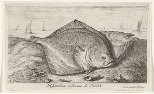 Zwei Steinbutte am Strand (Vissen en andere zeedieren - zoutwater derde reeks) von Albert Flamen