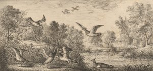 Vanellus, Vanneau Der Kiebitz: Livre d