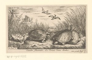 Vier Süßwasserschildkröten zwischen Gras und Schilf