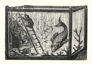 Fisch und Frosch in einem Aquarium (Gravur) von Albert Robida