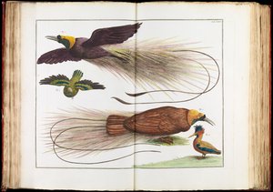 Paradiesvögel, Paradisaeidae