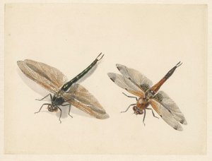 Studie von zwei Libellen