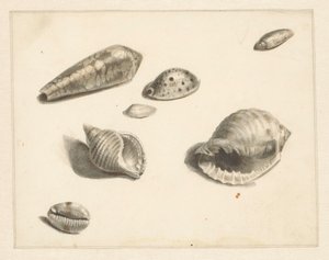 Studienblatt mit verschiedenen Muscheln