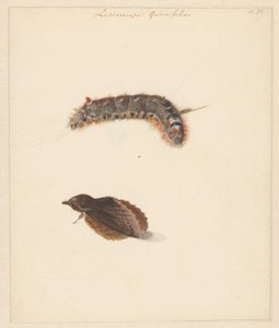 Studienblatt mit Raupe und Nachtfaltern, Lasiocampa Quireifolia
