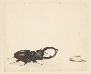 Studienblatt mit fliegendem Hirschkäfer und frisch geschlüpftem Nachtfalter