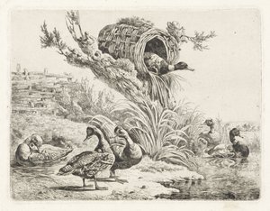 Enten an einem Ufer