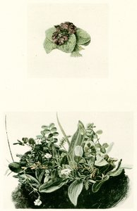 Veilchen