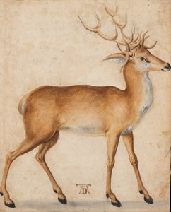 Ein Hirsch
