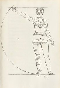 Weiblicher anatomischer Holzschnitt aus 