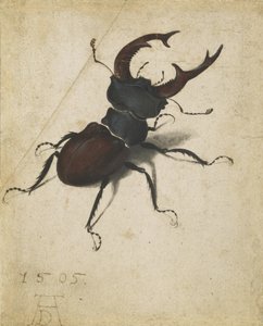 Hirschkäfer von Albrecht Dürer