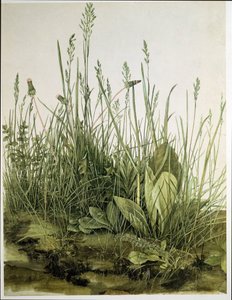 Das große Rasenstück von Albrecht Dürer or Duerer