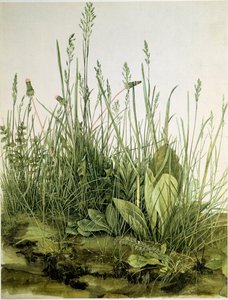 Das Unkraut von Albrecht Dürer