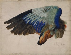 Flügel eines europäischen Rollers von Albrecht Dürer