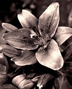 Silber