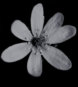 Ohne Titel