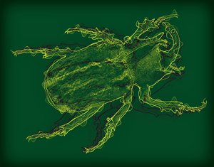 Käfer