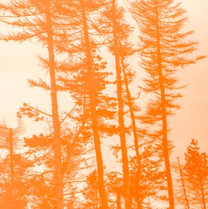 Wenn die Bäume orange wären, 2019 von Alex Caminker