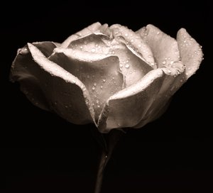 Rose von Alex Caminker