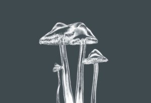 Silberpilze von Alex Caminker