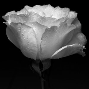 Weiße Blume und Wasser
