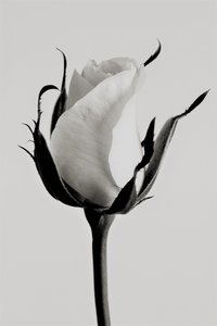 Weiße Rose, 2019 von Alex Caminker