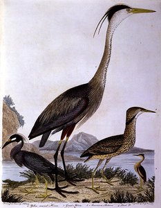 Reiher, graviert von I. G. Marnicke