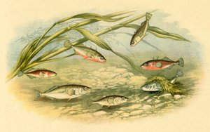 Stichlinge, 1879, 1943