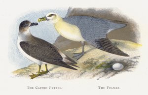 Der Kappensturmtaucher, Der Eissturmvogel von Alexander Francis Lydon