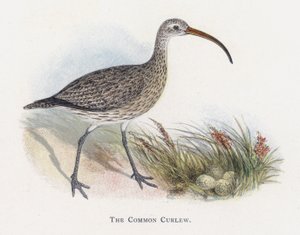 Der Große Brachvogel von Alexander Francis Lydon