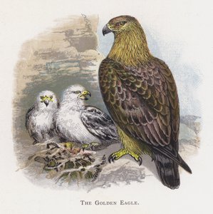 Der Steinadler von Alexander Francis Lydon