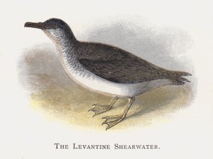Der Levantinische Sturmtaucher von Alexander Francis Lydon