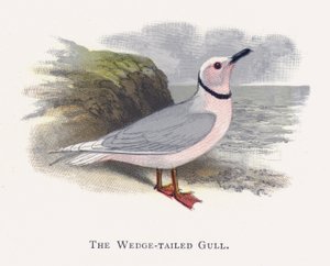 Die Keilschwanzmöwe